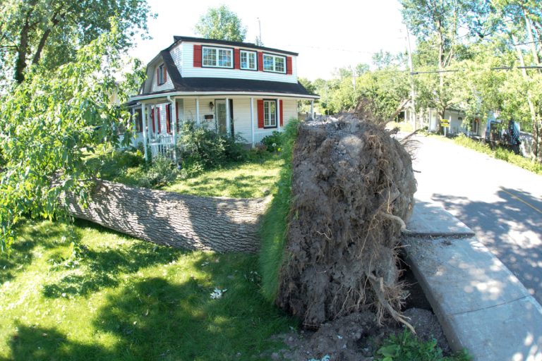 Bien qu'ils occupent l'emprise publique et qu'ils appartiennent à la municipalité, les arbres relèvent de la responsabilité des propriétaires des terrains privés qu'ils bordent.