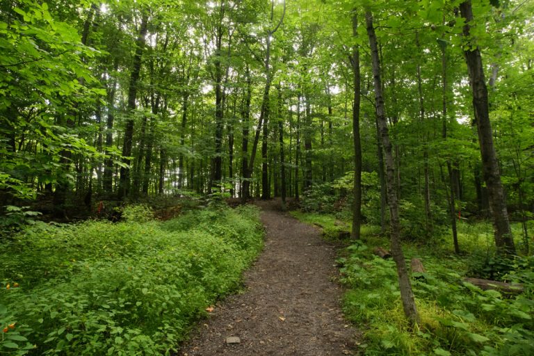 Unis pour parrainer tous les boisés En s'unissant, les différents groupes de citoyens seront incités à partager leurs équipements pour mieux veiller à la conservation des bois, dont le bois Papineau.