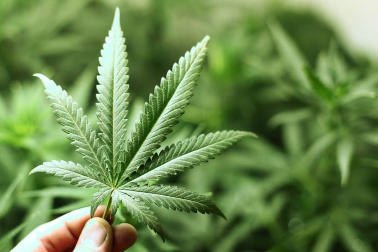 Neptune au premier salon du cannabis à Montréal Les directeurs régionaux de santé publique (DRSP) du Québec ont déposé un nouveau mémoire en vue de la législation du projet de loi 157 légalisant le cannabis.