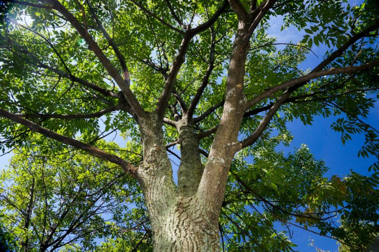 D'ici les prochaines semaines, la Ville assurera l'entretien des arbres situés dans les emprises publiques.