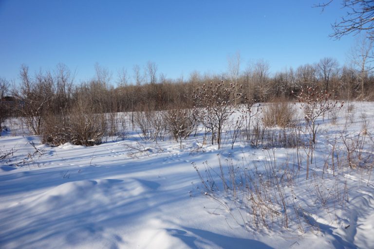 Le bois d’Édimbourg et ses trésors Le bois d'Édimbourg se déploie sur une superficie de 24 hectares dans le secteur de Vimont.