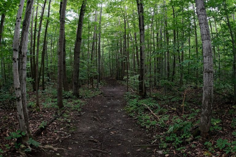 Le bois de l'Équerre représente 225 hectares de milieu naturel à protéger.