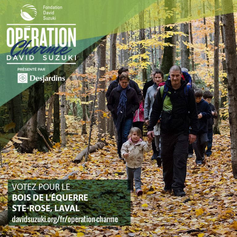 «Opération Charme David Suzuki»: le bois de l’Équerre finaliste Le bois de l’Équerre, localisé à Sainte-Rose, est finalistes au concours «Opération Charme David Suzuki».
