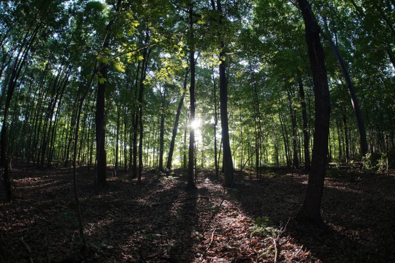 Les Lavallois pourront découvrir ou redécouvrir le boisé Papineau, lors d'une porte ouverte le 15 septembre prochain.