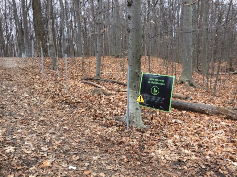 Dans le but de sauvegarder le boisé, la Ville a installé des clôtures temporaires le temps de permettre à la végétation de se régénérer.