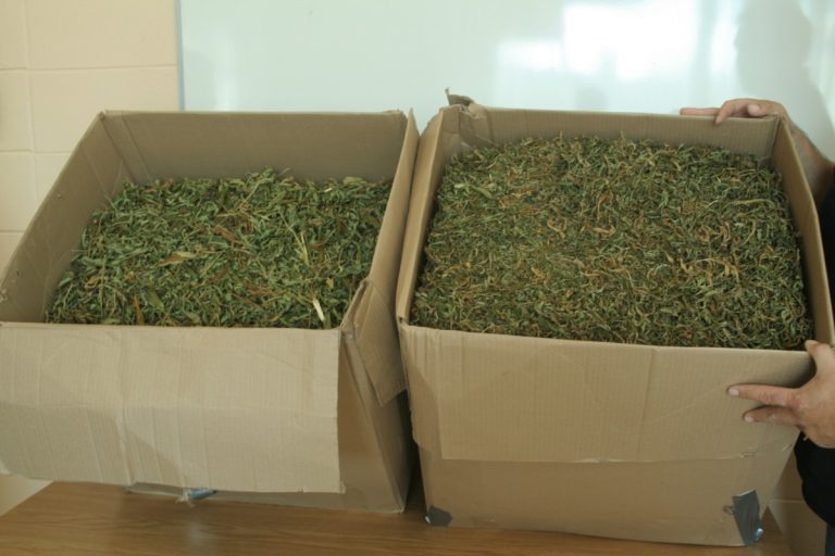 Coup de filet contre des trafiquants asiatiques Un réseau important de trafic de marijuana a été démantelé.