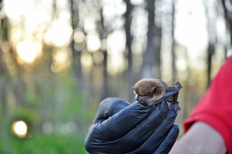 Le Zoo de Granby relâche 15 chauves-souris sur le site d’Éco-Nature Une des 15 grandes chauves-souris brunes qui ont été relâchées dans la nature.