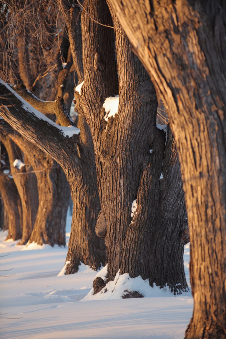 Variant d'une rue à l'autre, l'emprise publique peut être nulle ou avoir plus de 10 mètres.