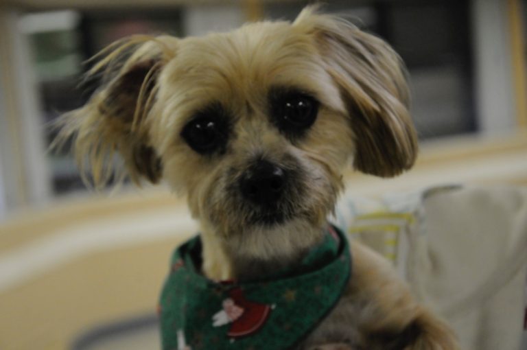 Les journées d’adoption permettent à des animaux de trouver une nouvelle maison.