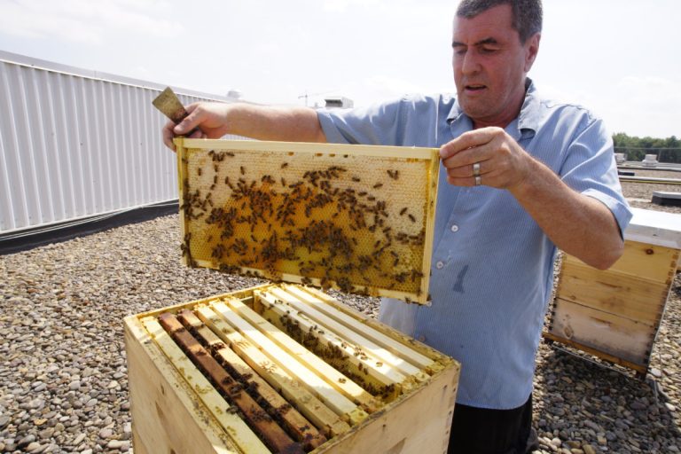 De la rue au miel : la réinsertion sociale de Roger Décarie Les abeilles sont devenues une passion pour les «gars» du Miel de Bonneau. Comme pour Roger Décarie, ce nouveau champ d'intérêt leur ouvre la voie de la réinsertion sociale.