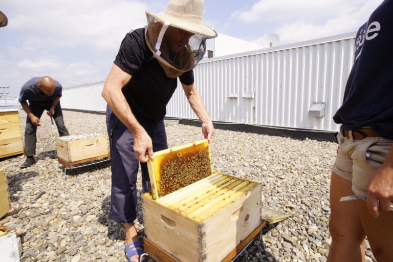 Huit ruches sur le toit de BMW Laval Le projet Miel de Bonneau existe depuis trois ans et cet été, les participants ont rendez-vous sur le toit du concessionnaire BMW lavallois, situé sur le boulevard Chomedey.