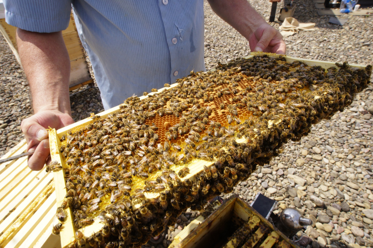 Une fois par semaine, ce qui n’est pas suffisant selon lui, Roger Décarie s’occupe d’une des 50 ruches de ce projet de l’Accueil Bonneau.