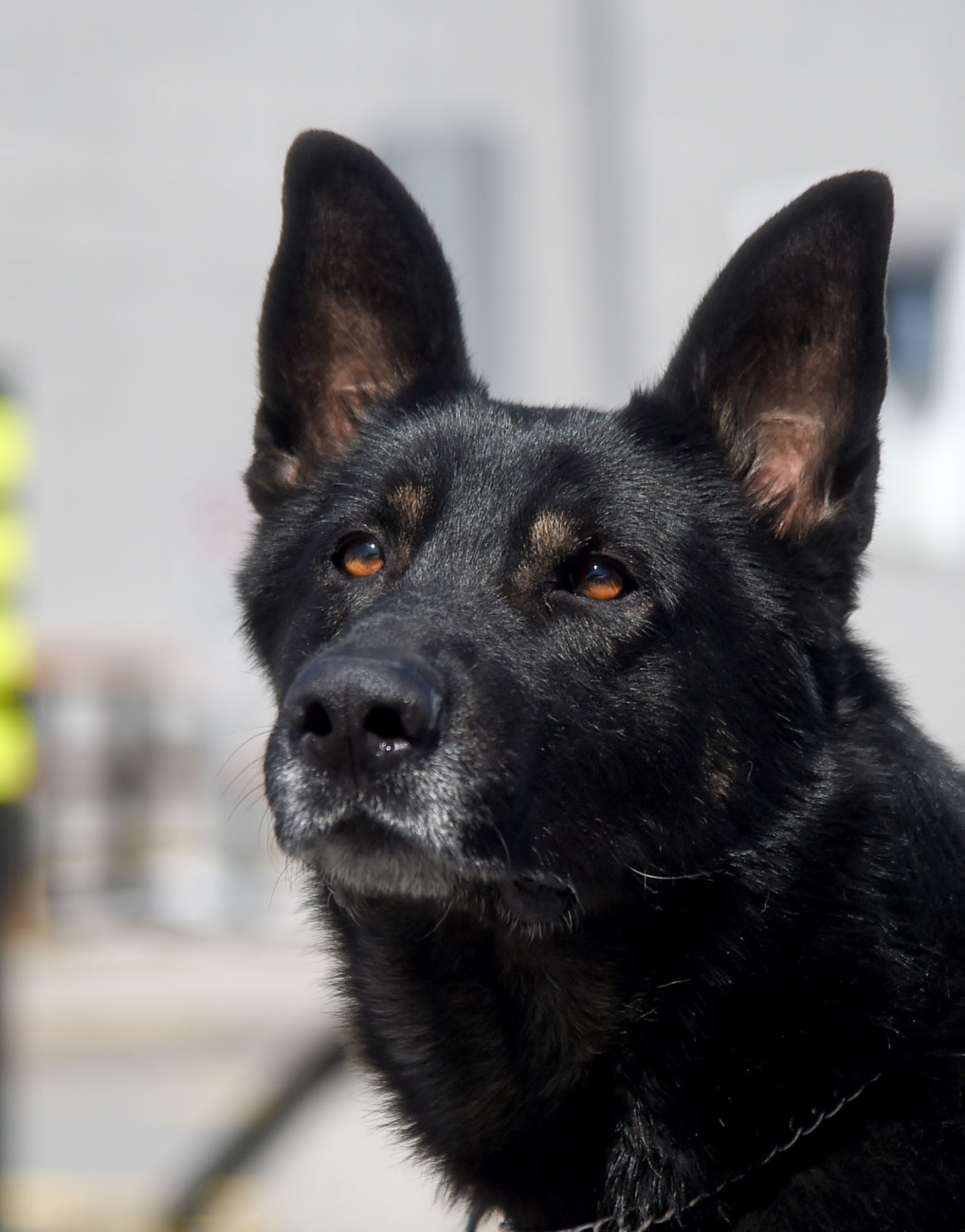 Ozzy est un berger allemand mâle arrivé à la Police de Laval en septembre 2014.