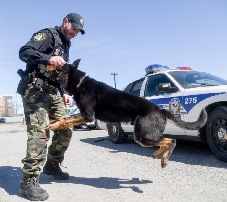Ozzy et son maître policier, Alexandre Lapierre, forment une équipe hors pair depuis trois ans.