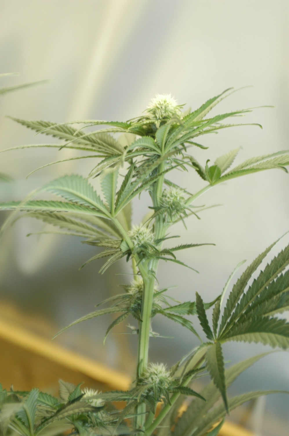 Si le projet de loi est adopté au Québec, chaque résidence aura droit de cultiver quatre plans de cannabis ayant des dimensions bien précises.