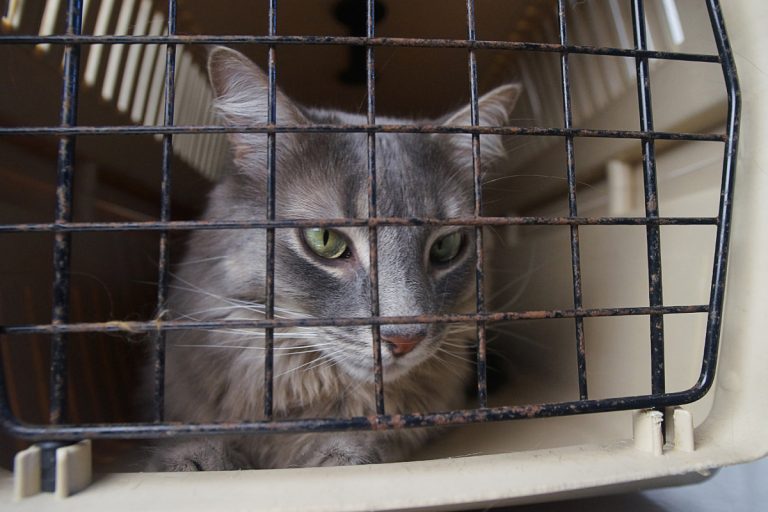 La situation des animaux domestiques abandonnés serait tout sauf alarmante sur l'île Jésus. (Photo TC Media - Mario Beauregard)>