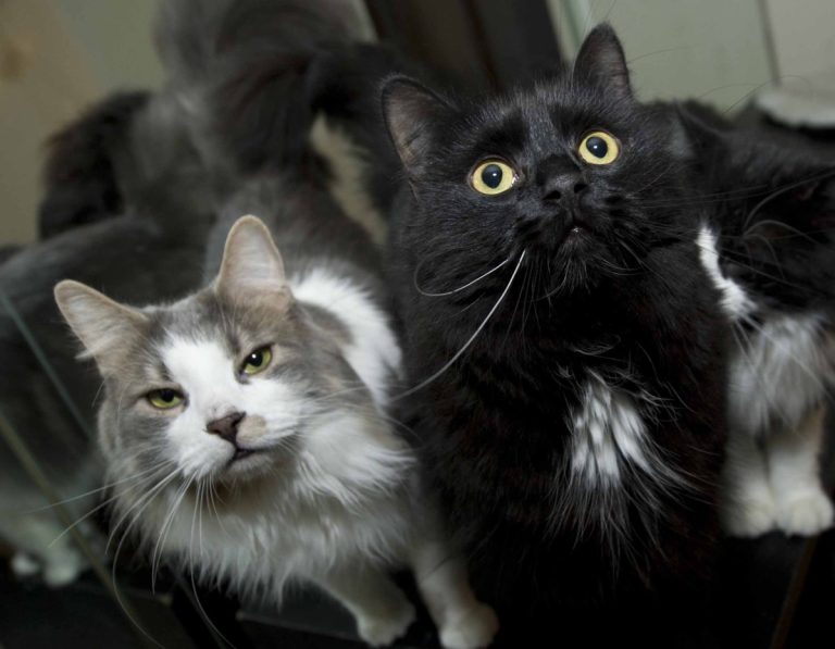 Janine Larose (qui a refusé notre demande de photo) n'a pas l'intention d'abandonner la cause des chats errants.