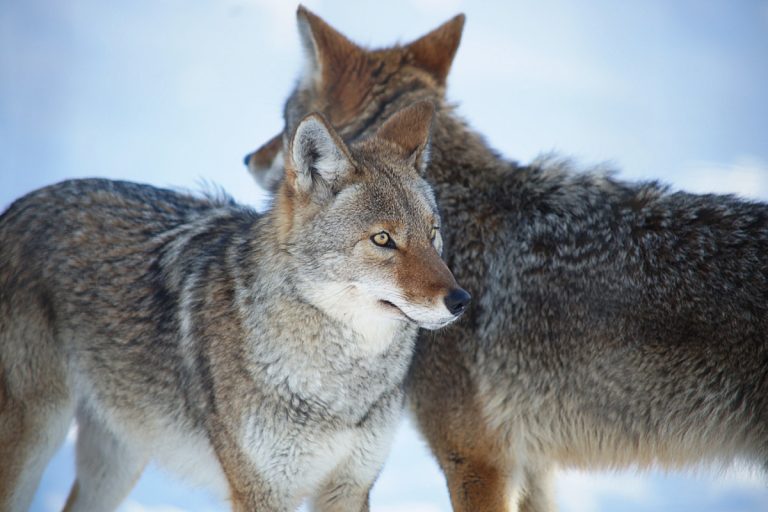 La présence de coyotes inquiète des résidents On retrouve un ou deux coyotes dans le Bois de l’Équerre.