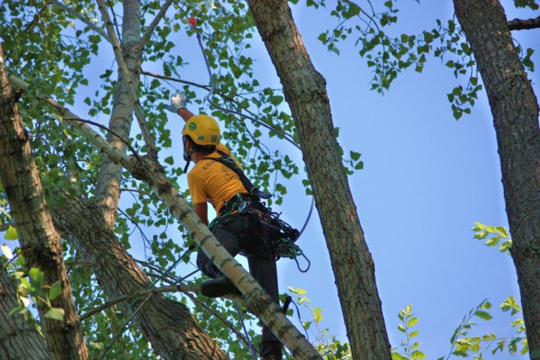 Le Championnat des élagueurs du Québec sera présenté pour la première fois à Laval, les 7 et 8 septembre.