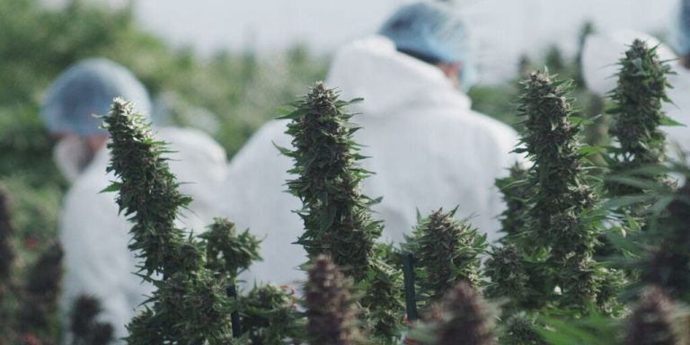 Un marché bien prometteur Pour les dirigeants d’Hydropothicaire, le plus gros producteur de marijuana médicale parmi 26 autres au Canada, la légalisation à des fins récréatives devient très prometteuse.