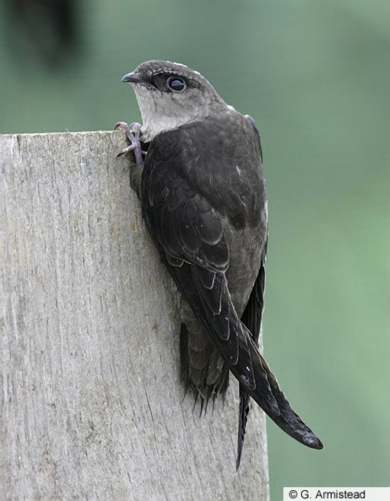 Le martinet ramoneur est un oiseau de petite taille, similaire à l’hirondelle. L’espèce est désignée «menacée» depuis 2007. (Photo: courtoisie)
