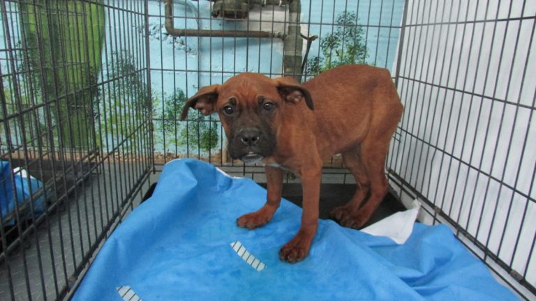 Cinq chiens euthanasiés après des combats organisés Le 21 janvier, un citoyen a retrouvé cinq chiens de race pitbull dans un stationnement du quartier industriel, après leur utilisation dans des combats illégaux. (photo gracieuseté)