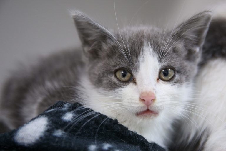 Le propriétaire d'un chat ou d'un chien qui s'aventurerait chez un voisin sans le consentement de ce dernier s'exposerait à une amende de 50 $ pour une première offense et de 100 $ dans le cas d'une récidive.