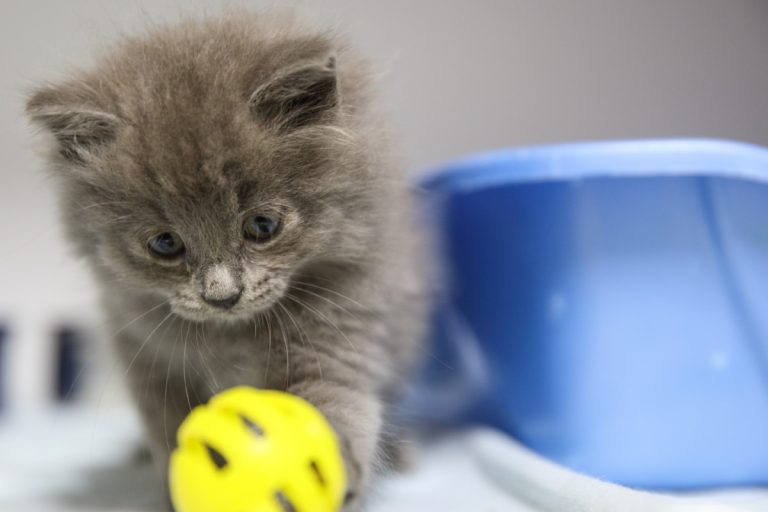 Ville de Laval dévoile ce matin sa nouvelle politique animalière.