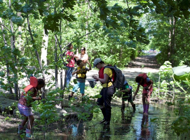 Des éphéméroptères dans la rivière des Mille Îles