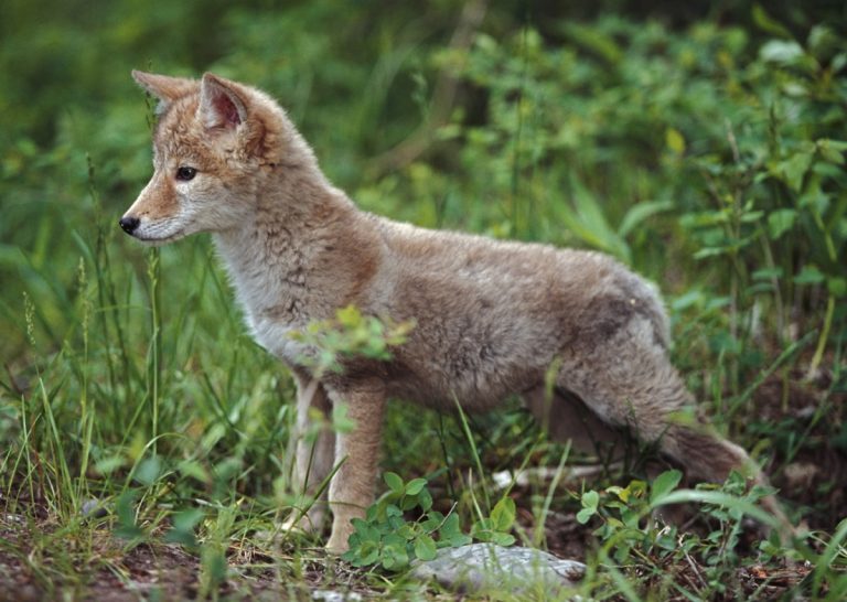 18 précautions en présence d’un coyote