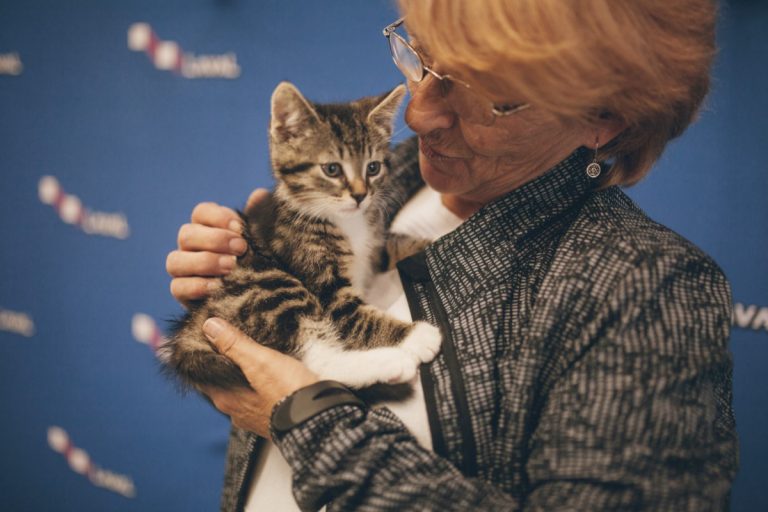 Chats et chiens recherchent familles