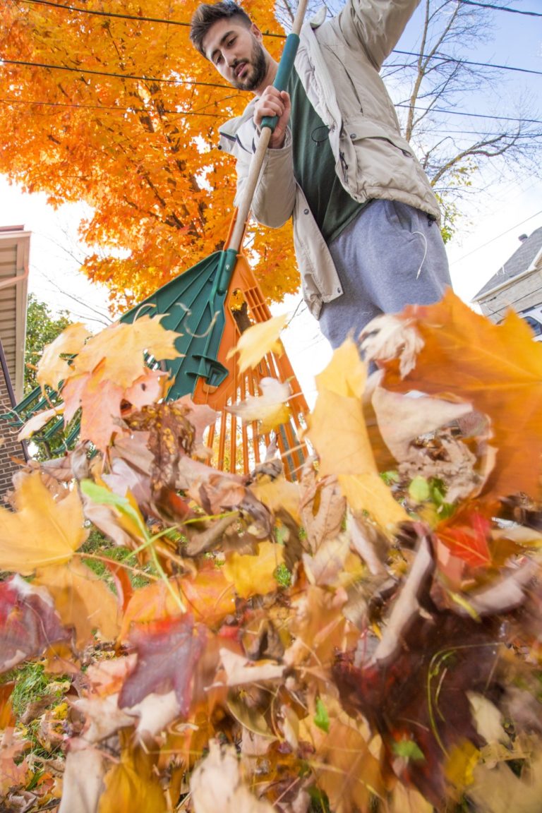 Collecte de feuilles mortes