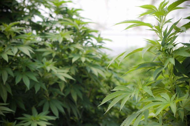 Réseau de cannabis illégal démantelé