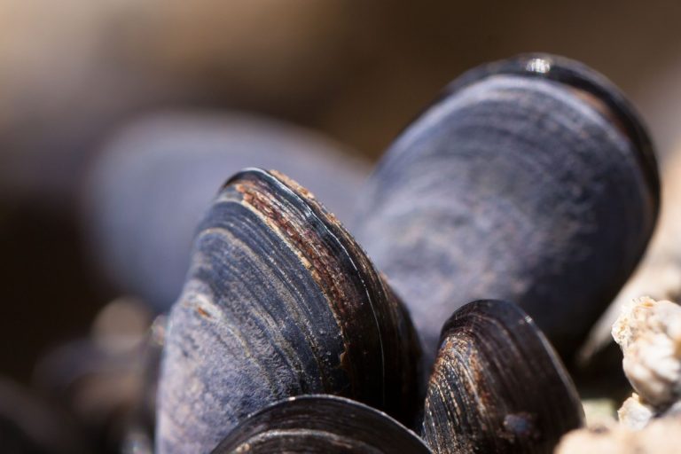 Présence non déclarée d’œufs dans des moules alfredo