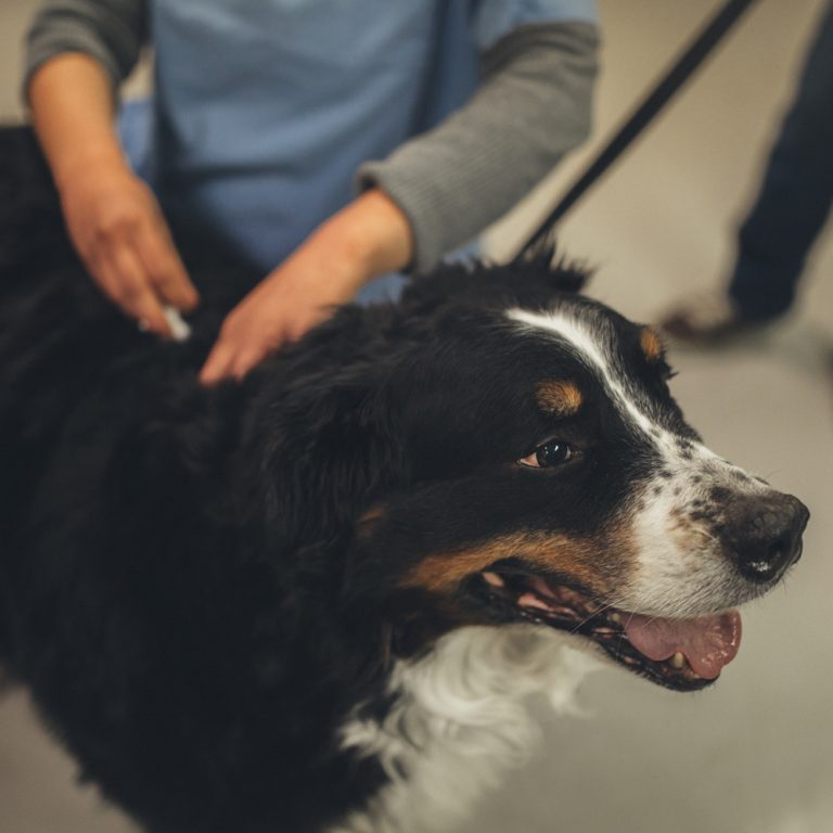 Retour du micropuçage à 30 $