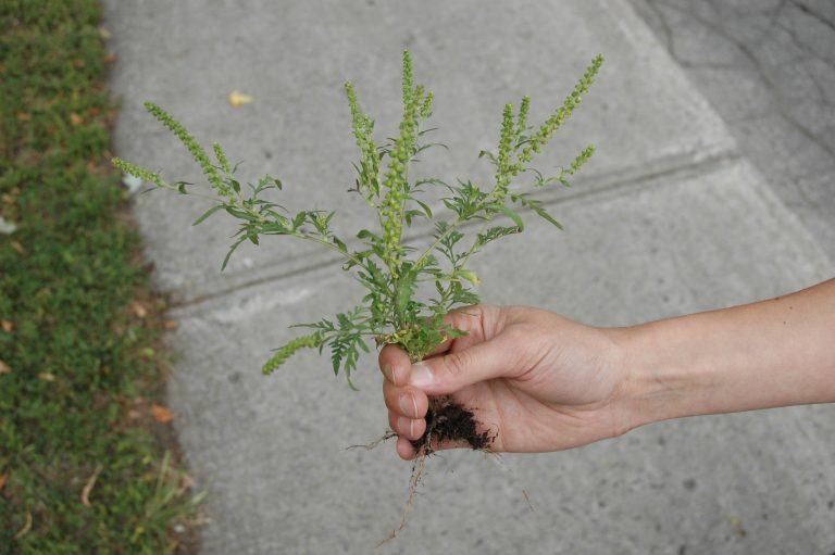 Volontaires recherchés pour arrachage d’herbe à poux