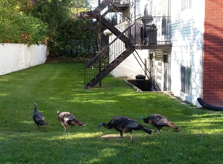 Nouveaux voisins à plumes dans Laval-des-Rapides