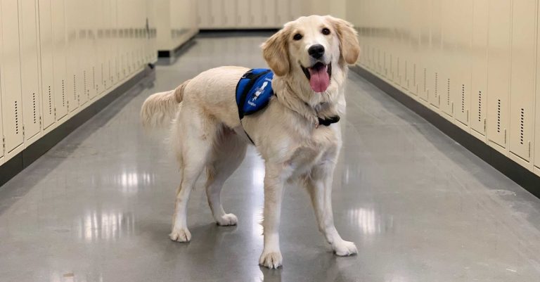 Chien d’assistance au Collège Montmorency chien