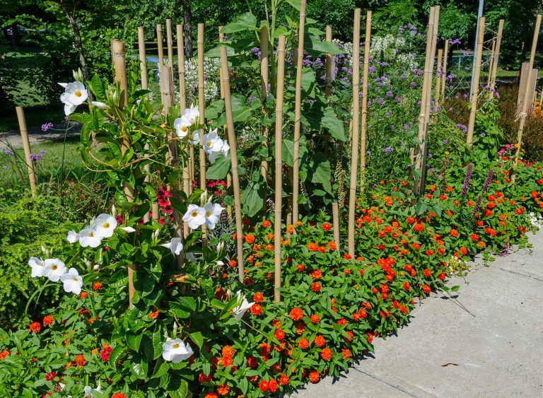 Retour du concours «Mon quartier fleuri» concours