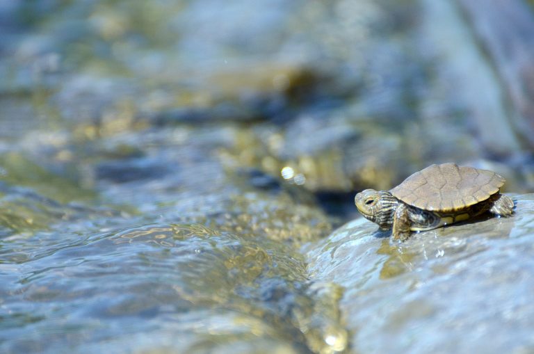 91 espèces menacées sur la rivière des Mille Îles Tortue