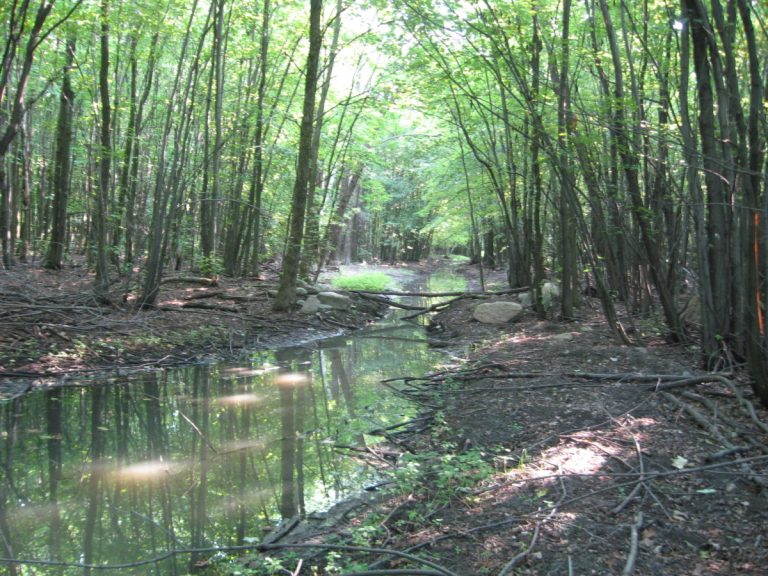 Disparition de 8,5 hectares de milieux humides en 30 mois