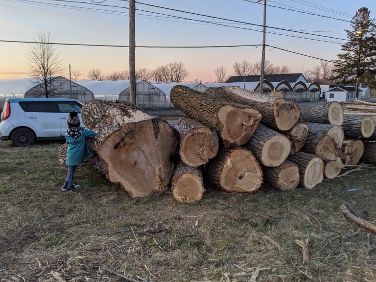 Déboisement de l’avenue des Bois: pétition en cours
