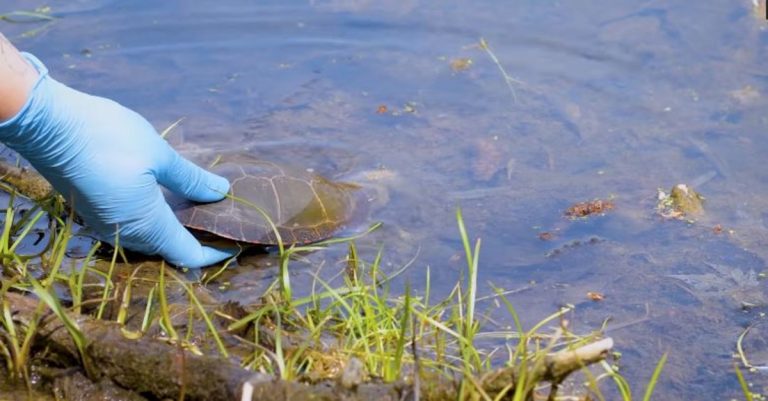 Tortue sauvée au Parc de la Rivière-des-Mille-Îles