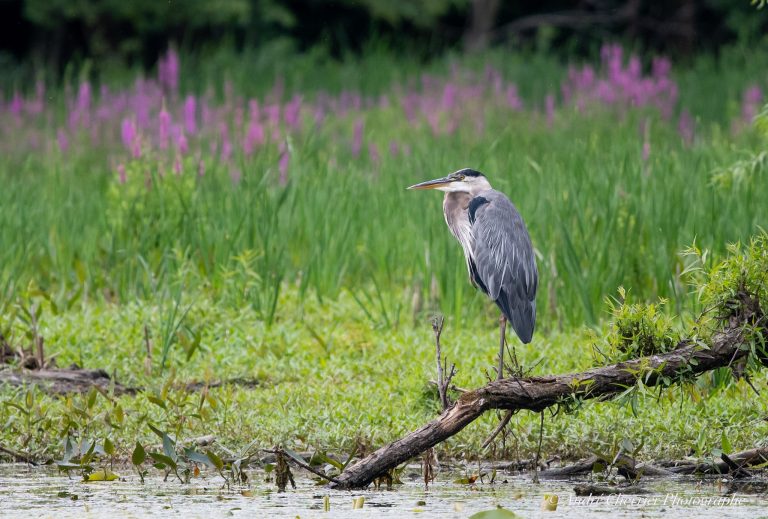 Le Parc de la Rivière-des-Mille-Îles ouvre jeudi