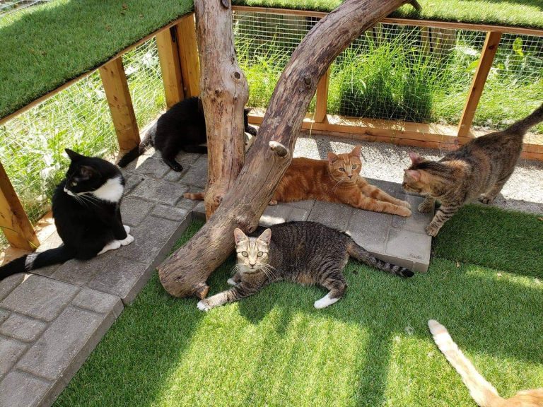 refuge pour chats Laval