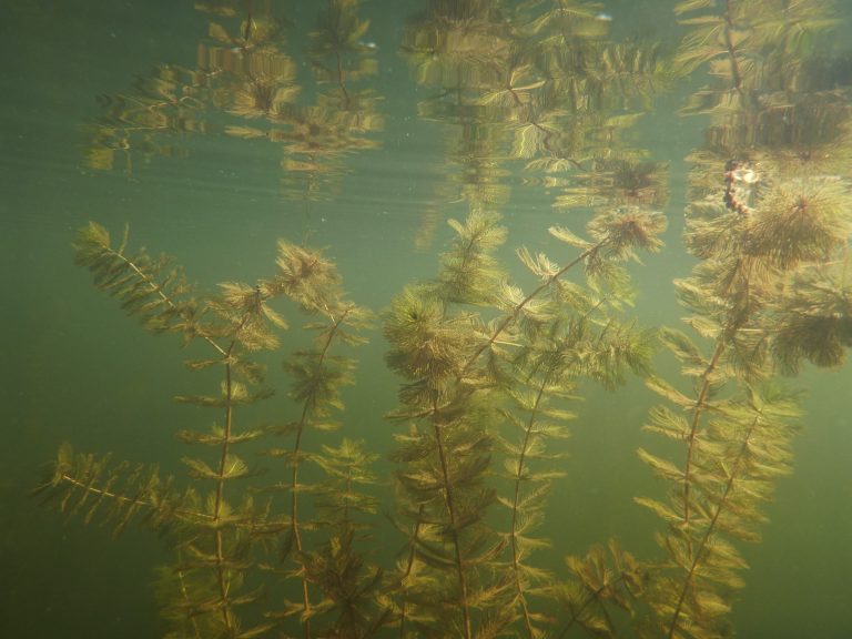 myriophylle à épis
