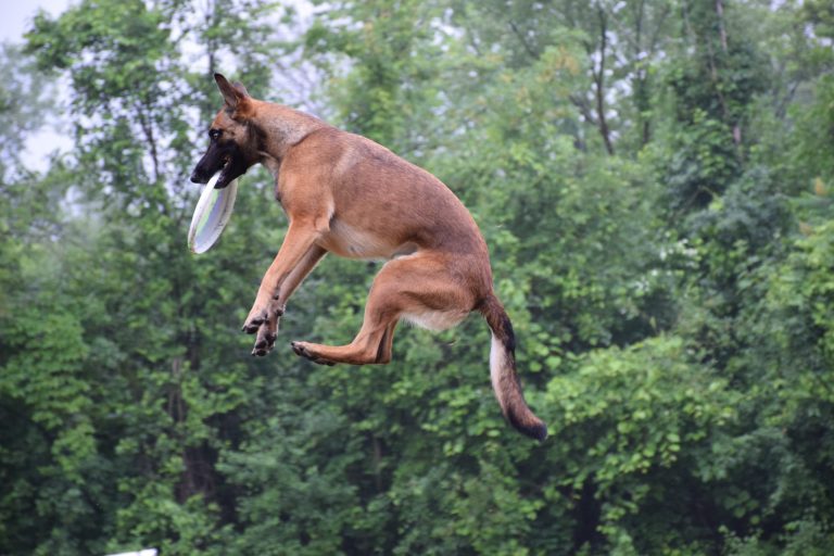 Laval se démarque en Toss & Fetch Toss