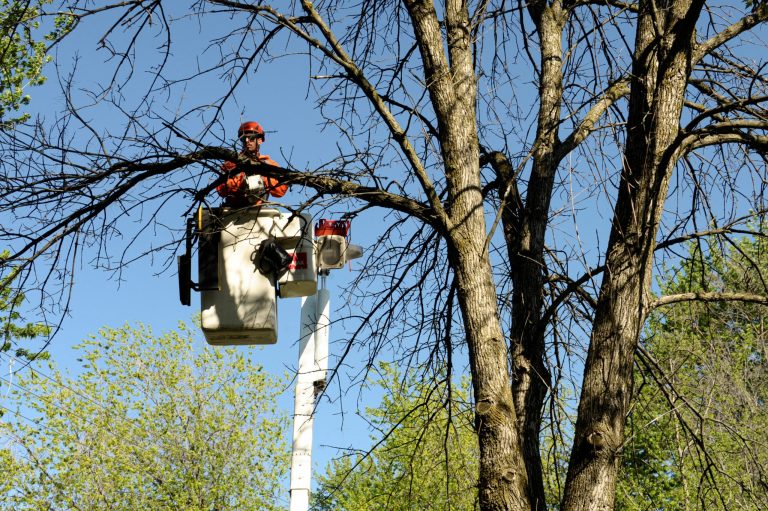 Agrile du frêne: abattage en forte hausse