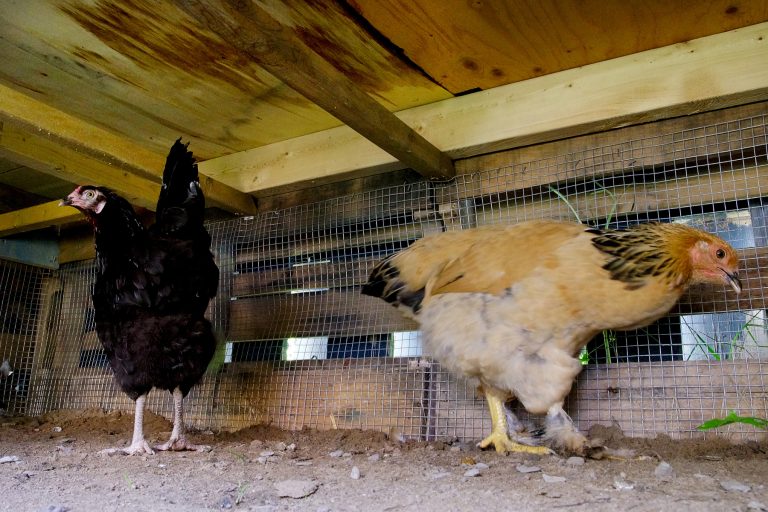 Les poules génèrent environ 40 plaintes par année