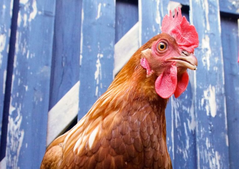 Les élus refusent de légaliser les poules urbaines